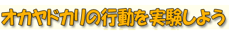 �I�J���h�J���̍s�����������悤